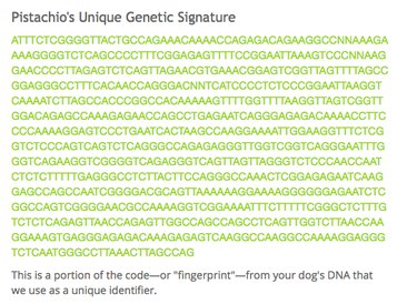 Are Dog DNA Tests Useful, Or Are They Just Fun?