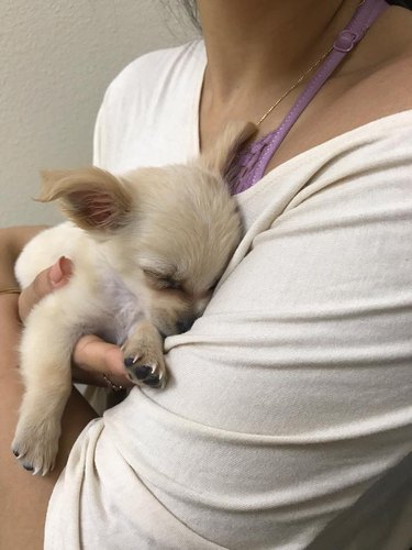 This Puppy Was Found Abandoned at the Airport After Its Owner Fled from an Abusive Relationship