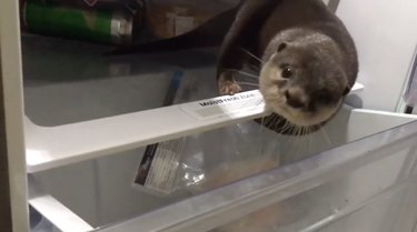 Hungry otter opens fridge, noms on fishy fishes