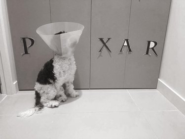 Dog wearing E-collar made to look like the Pixar logo