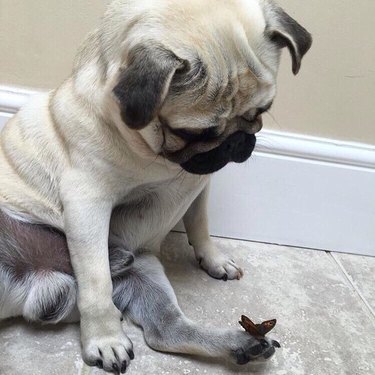Dog looking down at butterfly perched on its paw.