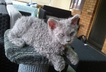 These Very Important Photos Of Curly-Haired 'Poodle Cats' Will Make You So Happy