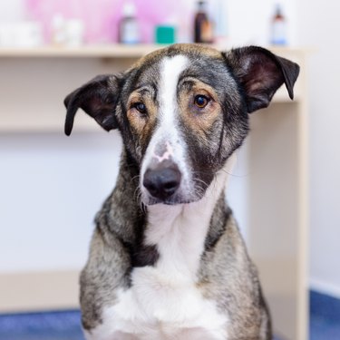 mixed breed dog with big ears looking sad at the vet
