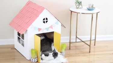kitty laying inside cat house