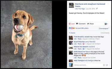 Dogs named Employee of the Week at New Jersey flooring company