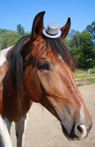 Horse wearing miniature silver top hat.