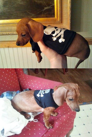Side by side photos of dog in a t-shirt as a puppy and dog as an adult.