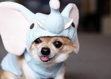 Chihuahua wearing an elephant costume