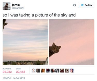 Cat photobombing a picture of a sunset.