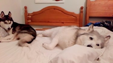 Sister dogs spar over comfy side of bed
