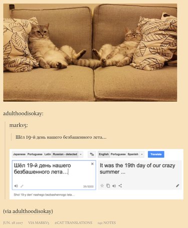 New Tumblr collects poorly translated cat captions from Russian