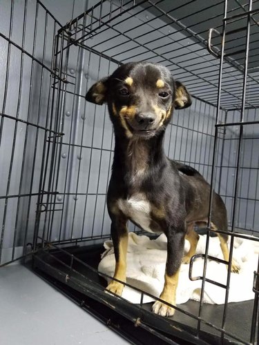 Everyone on the Internet Is Trying to Adopt This Adorable Smiling Dog