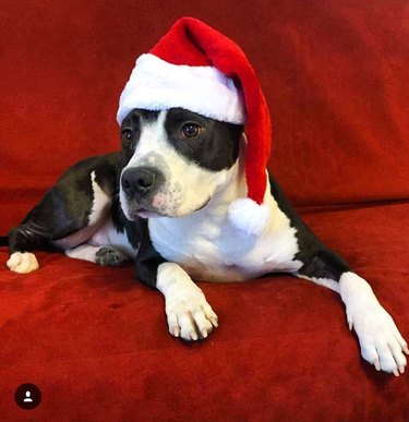 Dog in Santa hat