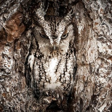 Only hawk-eyed bird lovers will be able to find every owl in these pictures