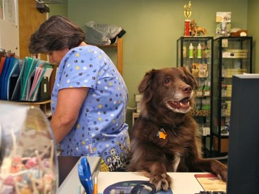 Dog behind desk at veterinary office.