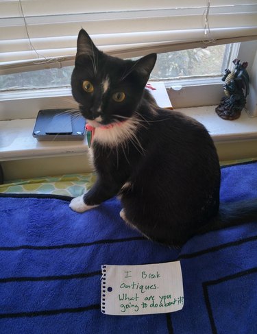 Cat with sign that says "I break antiques. What are you going to do about it?"