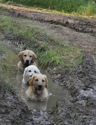 Three dogs sitting chest-deep in a mud puddle.
