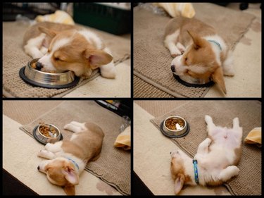 Corgi sleeping around food bowl