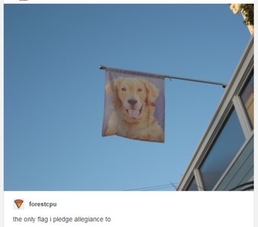Flag printed with dog's face.