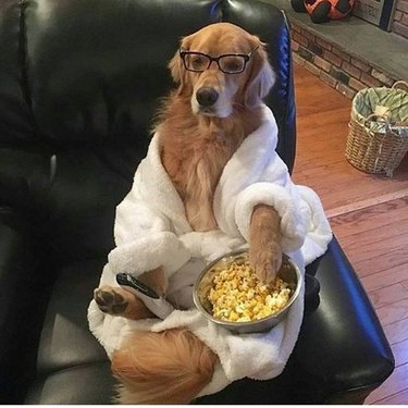 Dog watching TV with popcorn