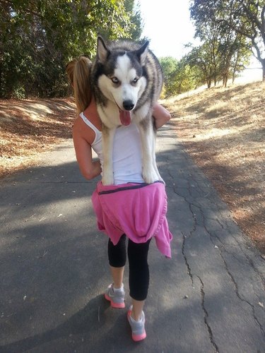 A woman is carrying her husky over her shoulder while on a nature walk.