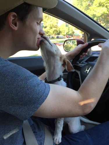 Only click on this gallery of dogs meeting their humans if you want to happy cry