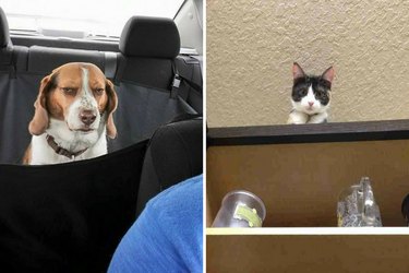 pets judging their people