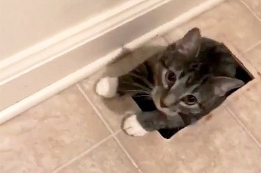 Woman STUNNED To Find Unknown Cat Crawling Out Of Floor Vent
