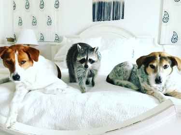 Raccoon on bed between two dogs.