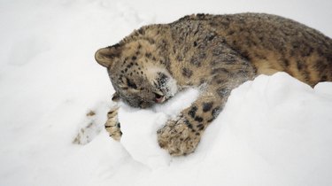 Snow leopard hugging snowball.