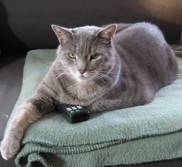 Cat with TV remote.