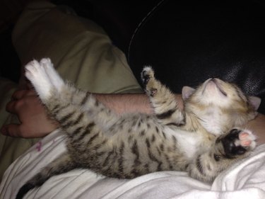 Kitten sleeping with all his legs up