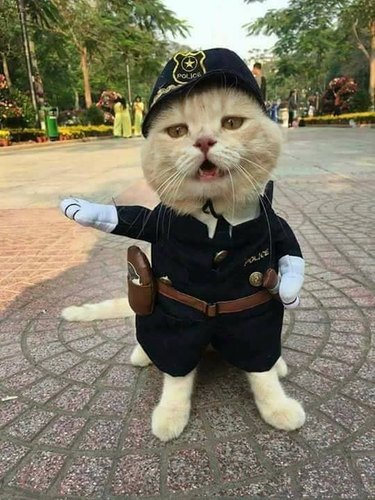 Cat cosplays as traffic cop