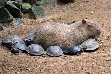 Capybara surrounded by turtles.