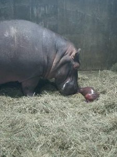 Premature 1-month-old Baby Hippo Is Too Heavy For Staff To Carry