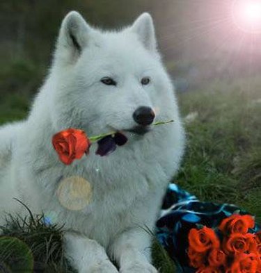 Romantic Dog