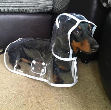 Dog in raincoat.