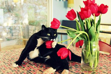 Cat poses with red tulips.