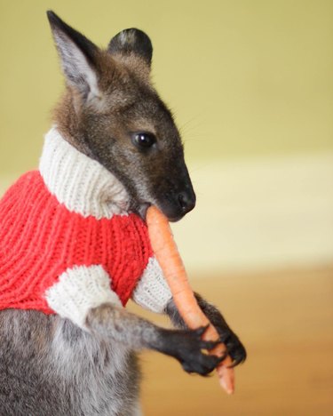 Wallaby wearing sweater and eating carrot.