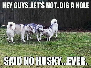 Three huskies digging in grass. Caption: Hey guys..let's not..dig a hole said no Husky... ever