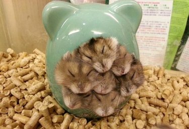 Hamsters sleeping in a pile.