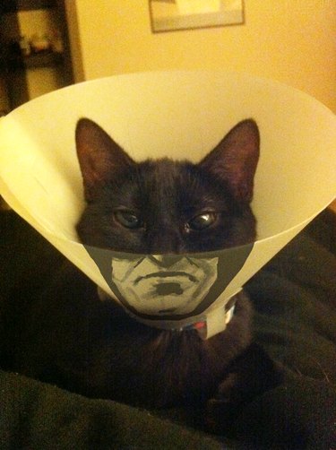 Cat wearing E-collar styled like Batman.