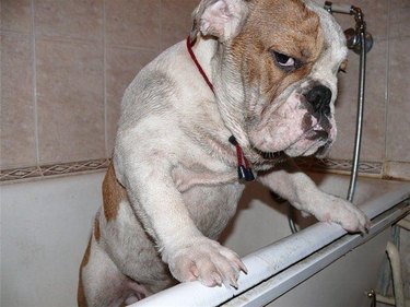 Angry-looking bulldog in bathtub