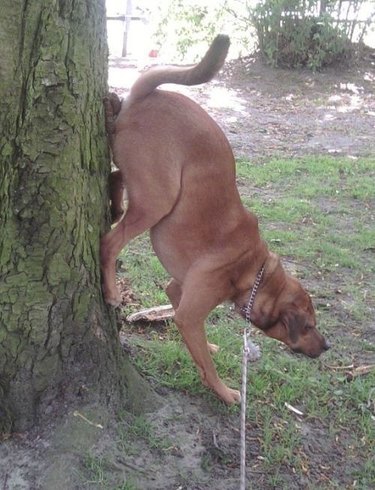 Dog shits up tree