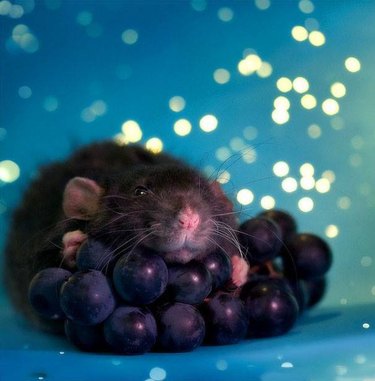 Rat with grapes