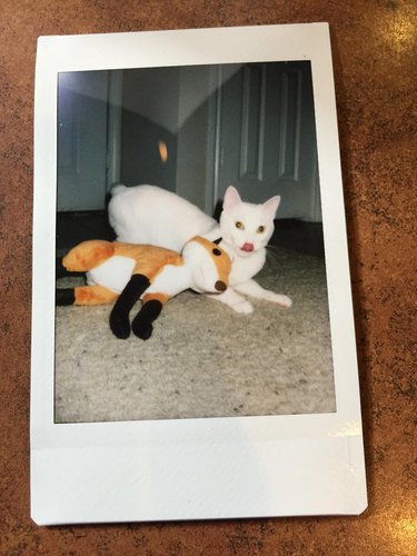 Polaroid picture of a cat