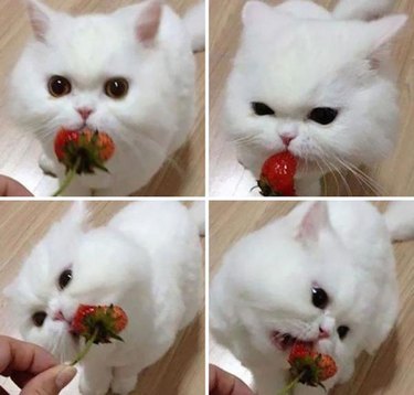 White cat eating a strawberry