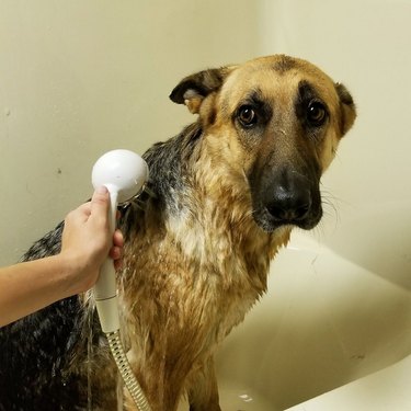 31 sad-eyed puppies who can't believe they have to take baths