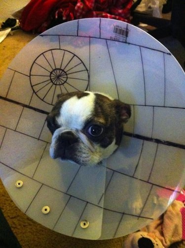 Dog wearing E-collar styled like the Death Star