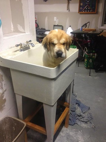 Angry-looking dog sits in sink.